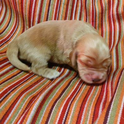 Male fauve