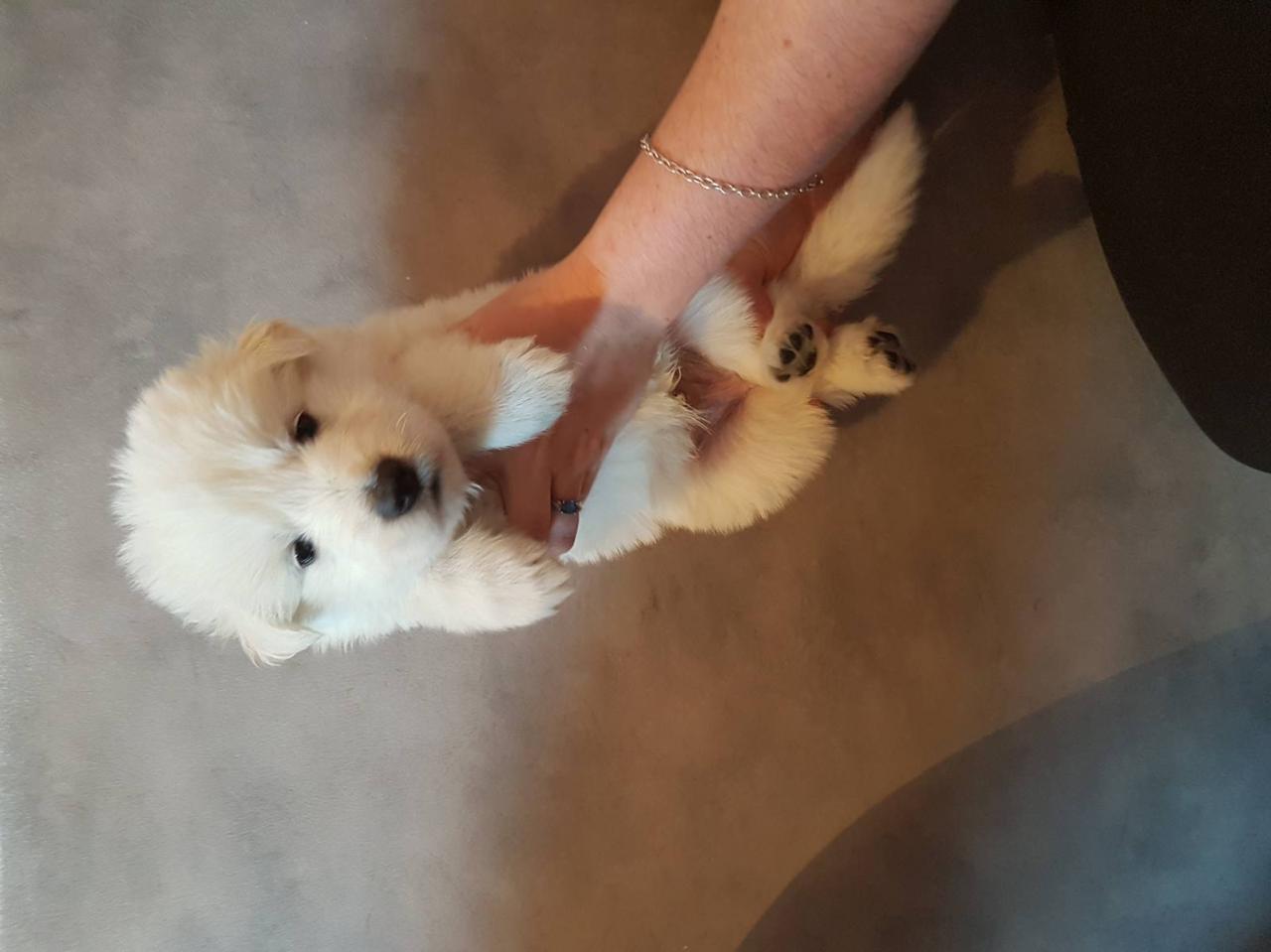 male marron - 1 mois