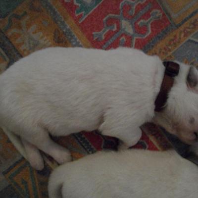 male marron - 6jours