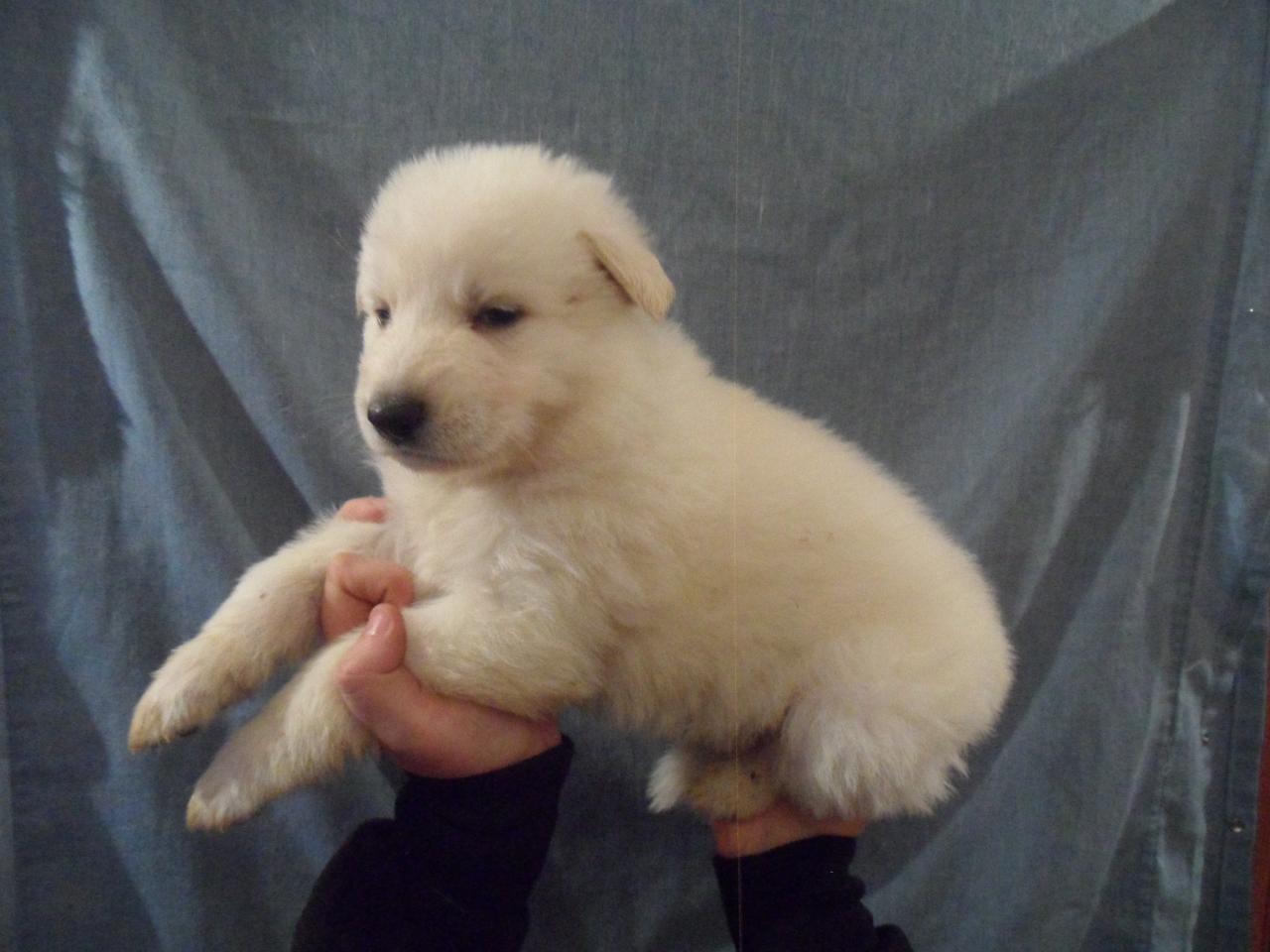 male marron - 1mois