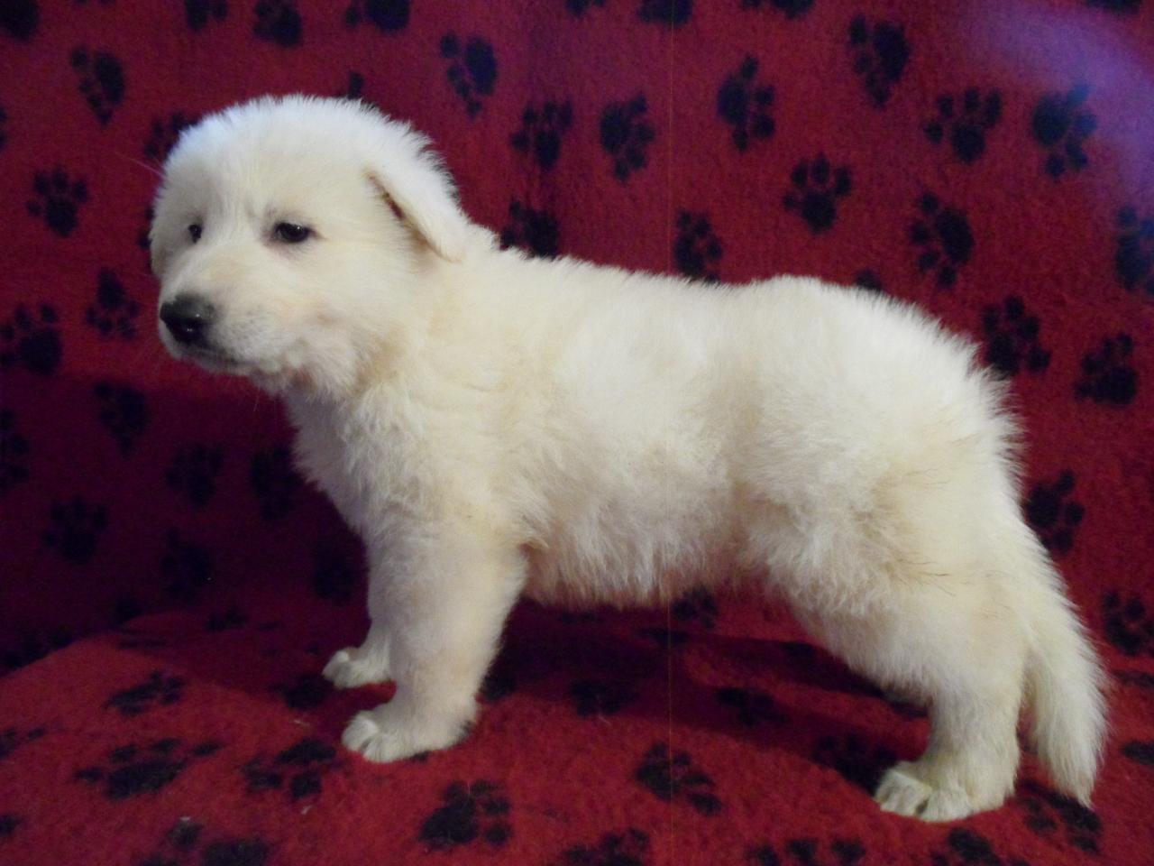 male marron (dispo)