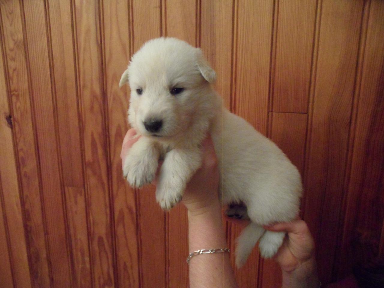 male marron - 23jours