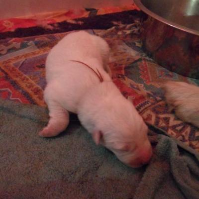 male marron - 3jours