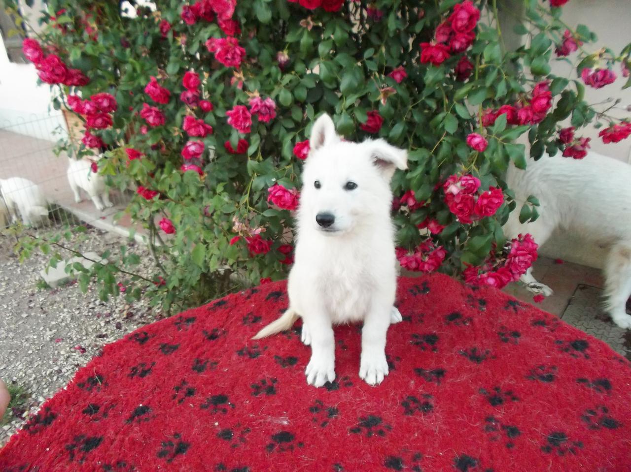 Jeko