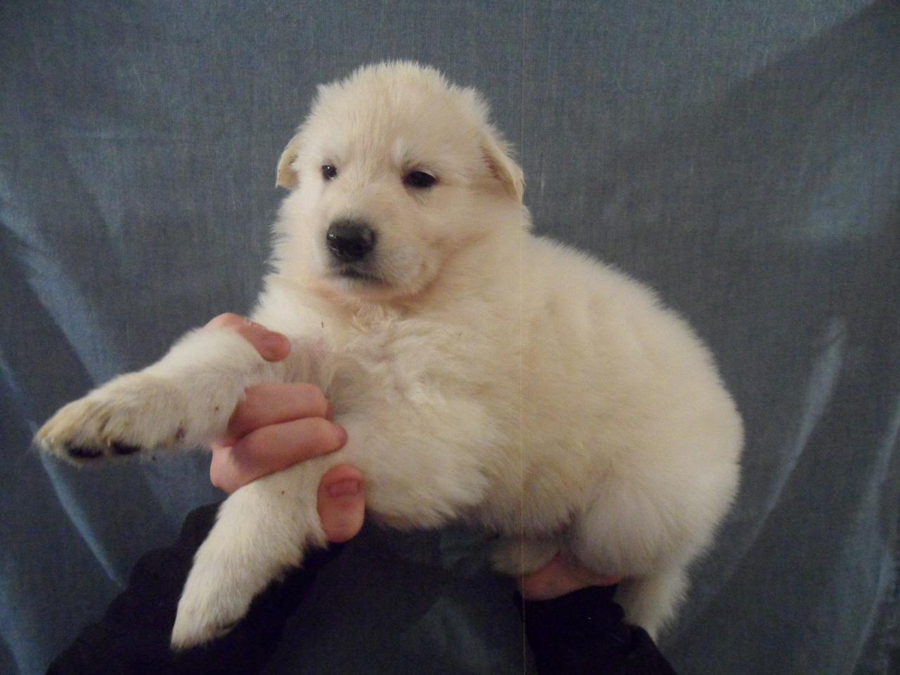 femelle orange - 1mois