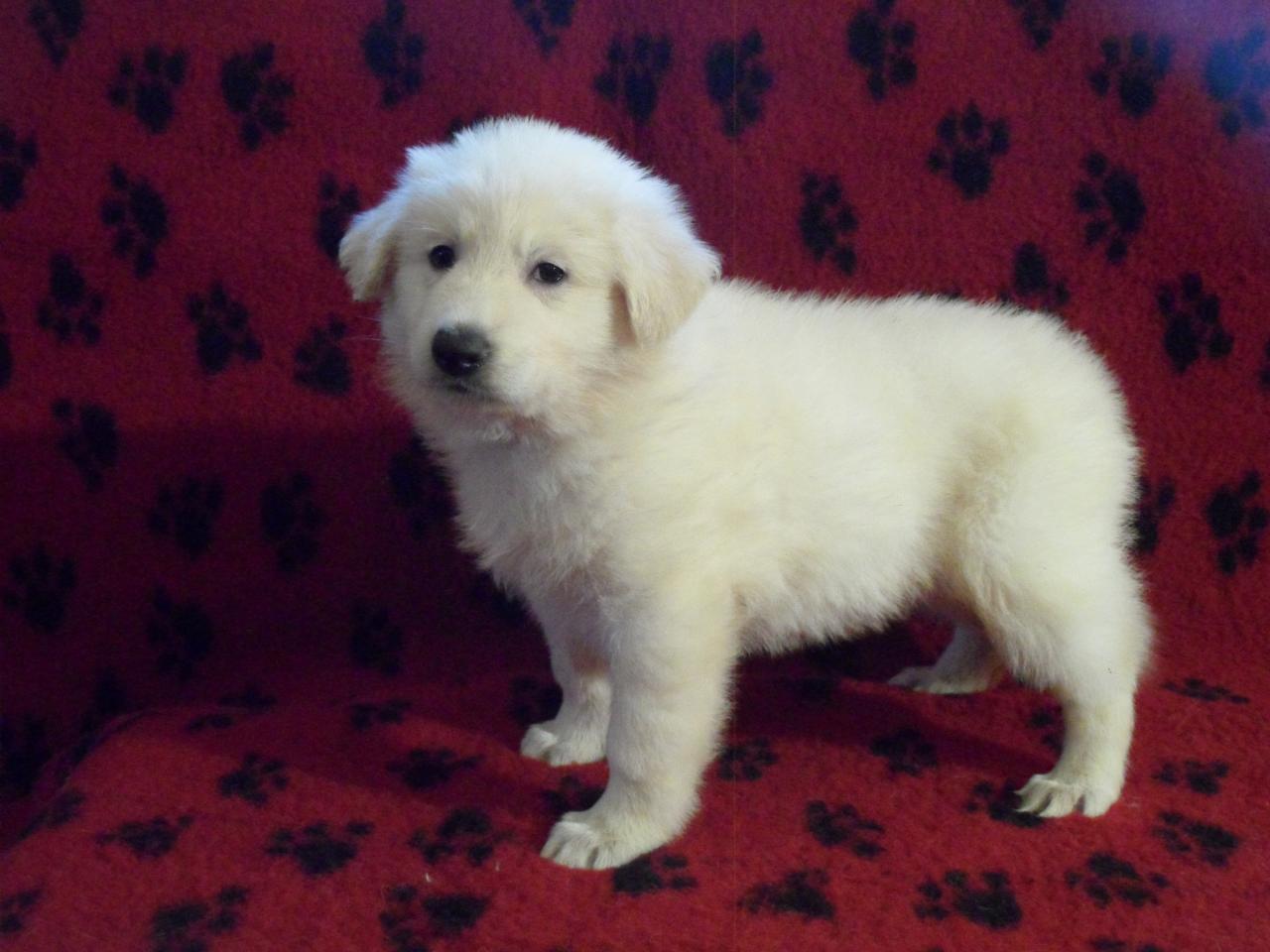 Heiko Of Shepherd's Paw