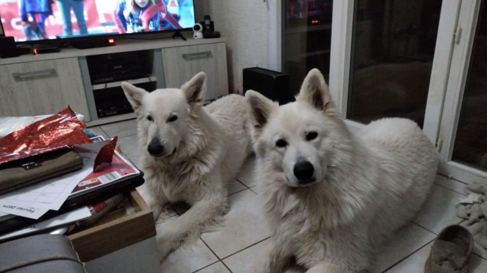 Oural , isatis x junjie et Samy , pink x dark , fevrier25