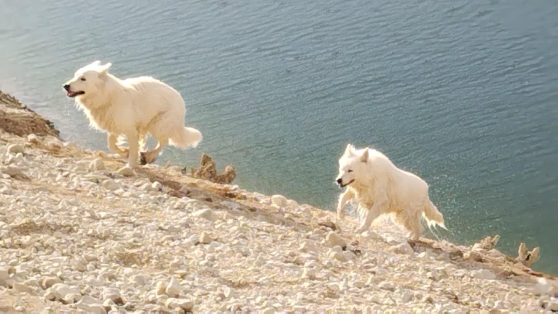 Oural (isatis x junjie) et Samy (pink x dark) mars 25