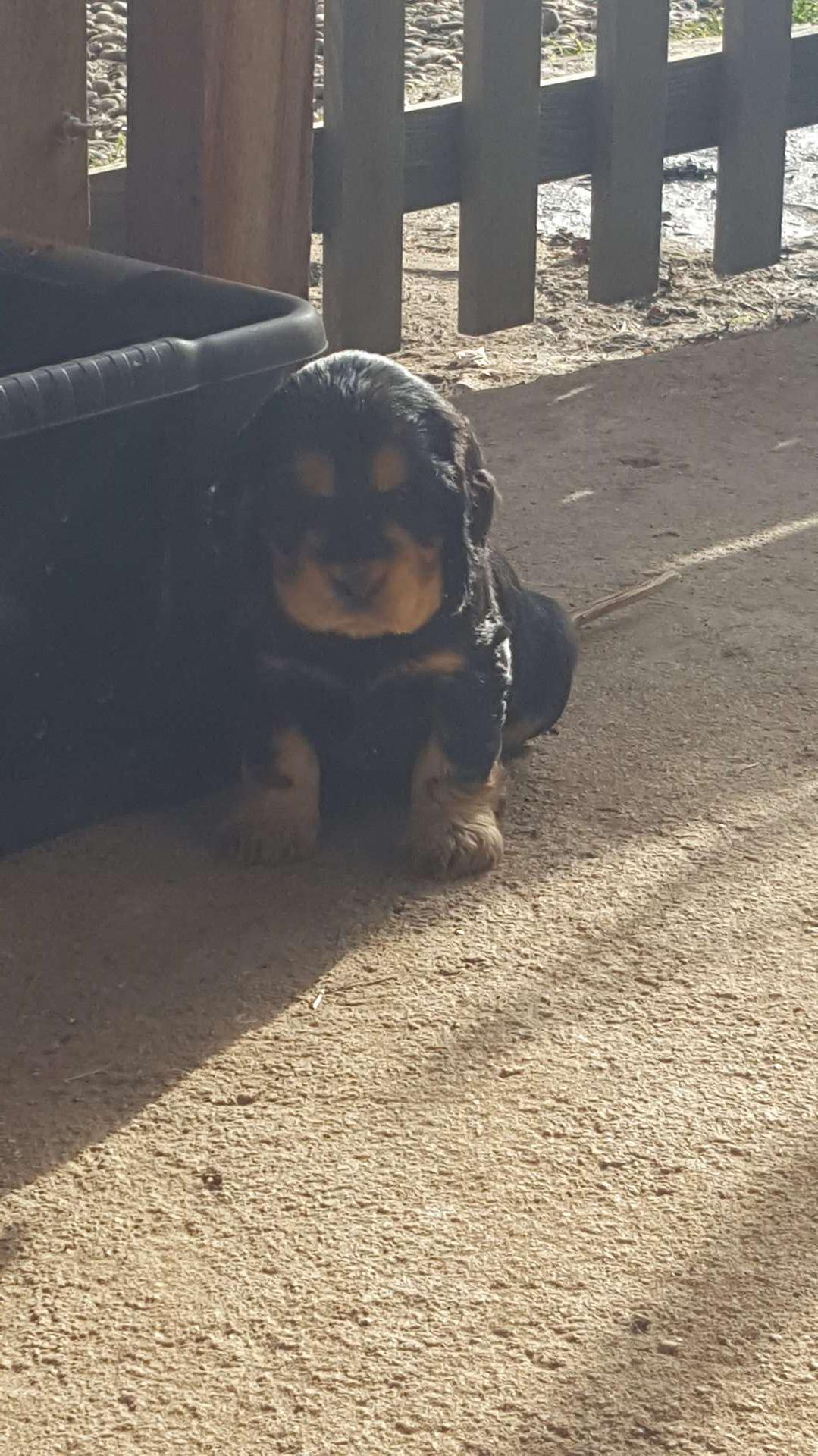 Pirate