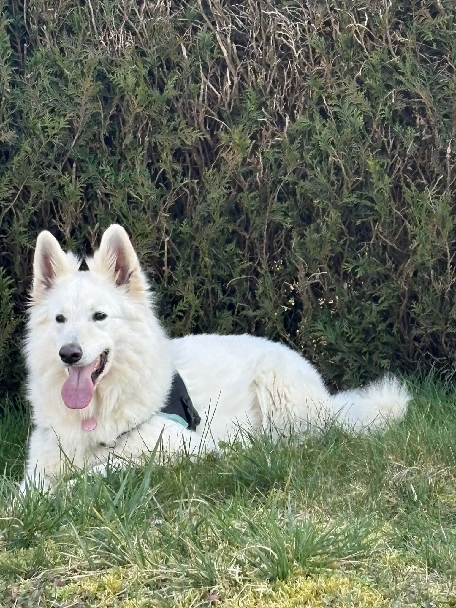 Priska, mars26, olympe x aro