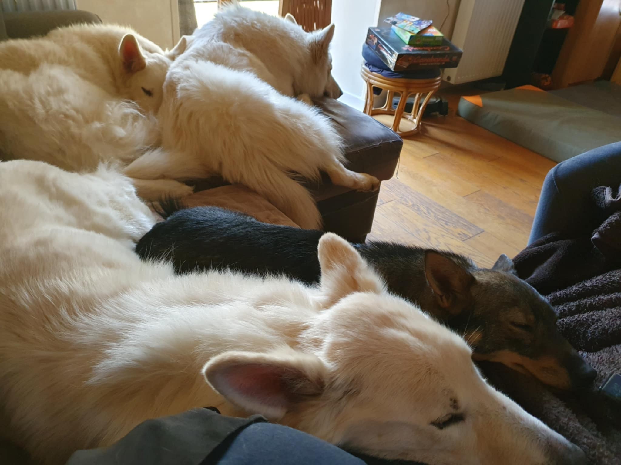 Quand les chiens jouent au tétris