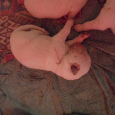 femelle rose - 3jours
