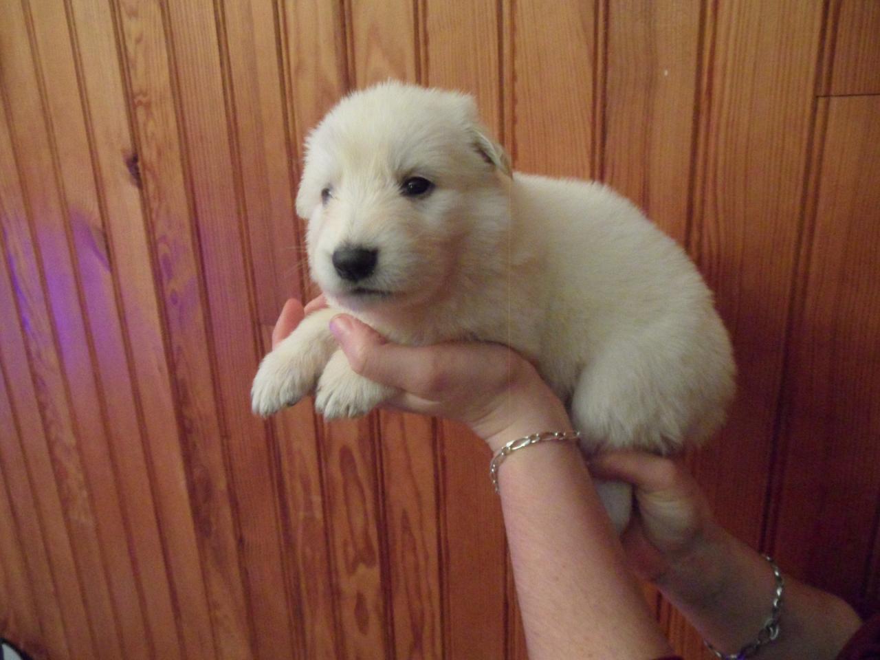 femelle rose - 23jours