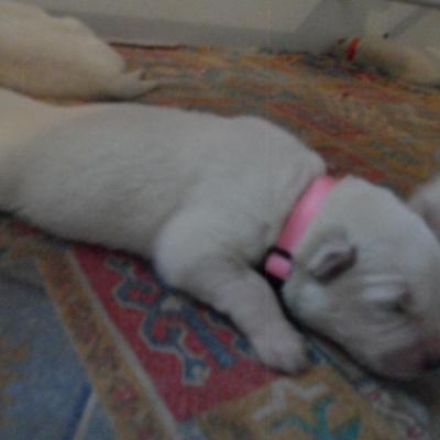 femelle rose - 6jours