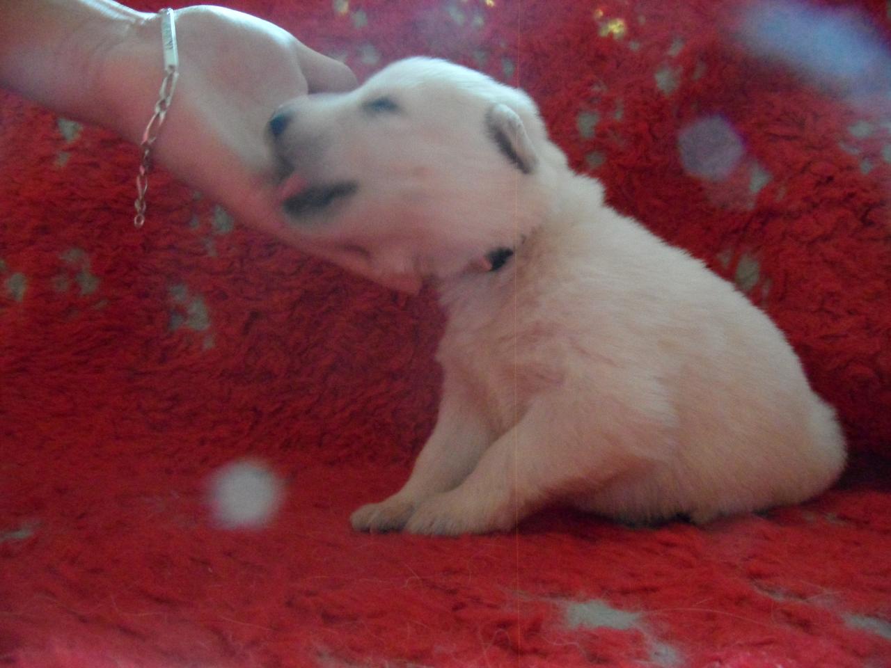 femelle rose - 16jours