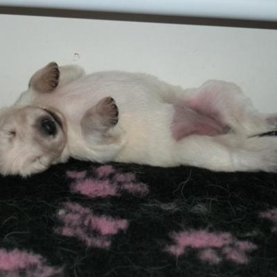 femelle rose (photo prise vite fais pendant que tout le monde dors)