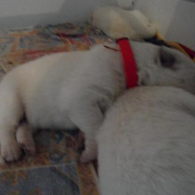 male rouge - 6jours
