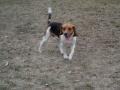 Flash - beagle