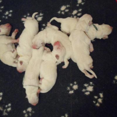 les bébés le 10 novembre