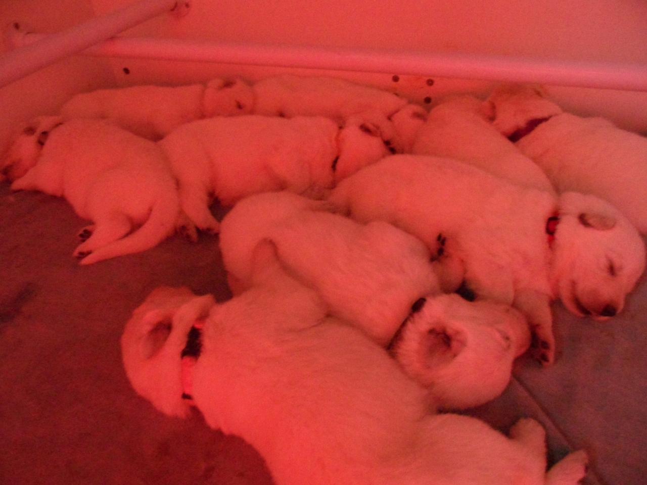 les bébés à 13 jours