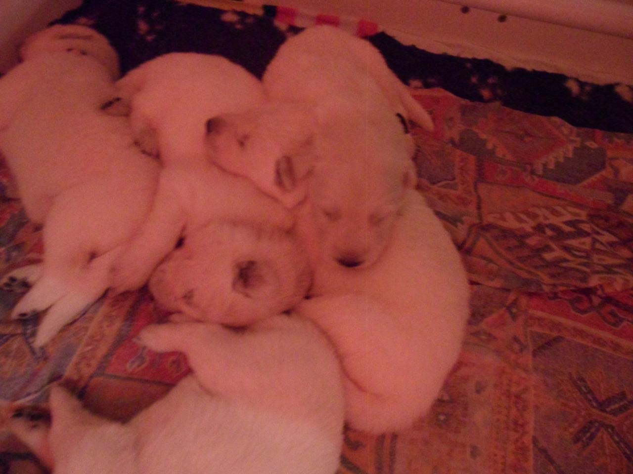 un tas de bébés