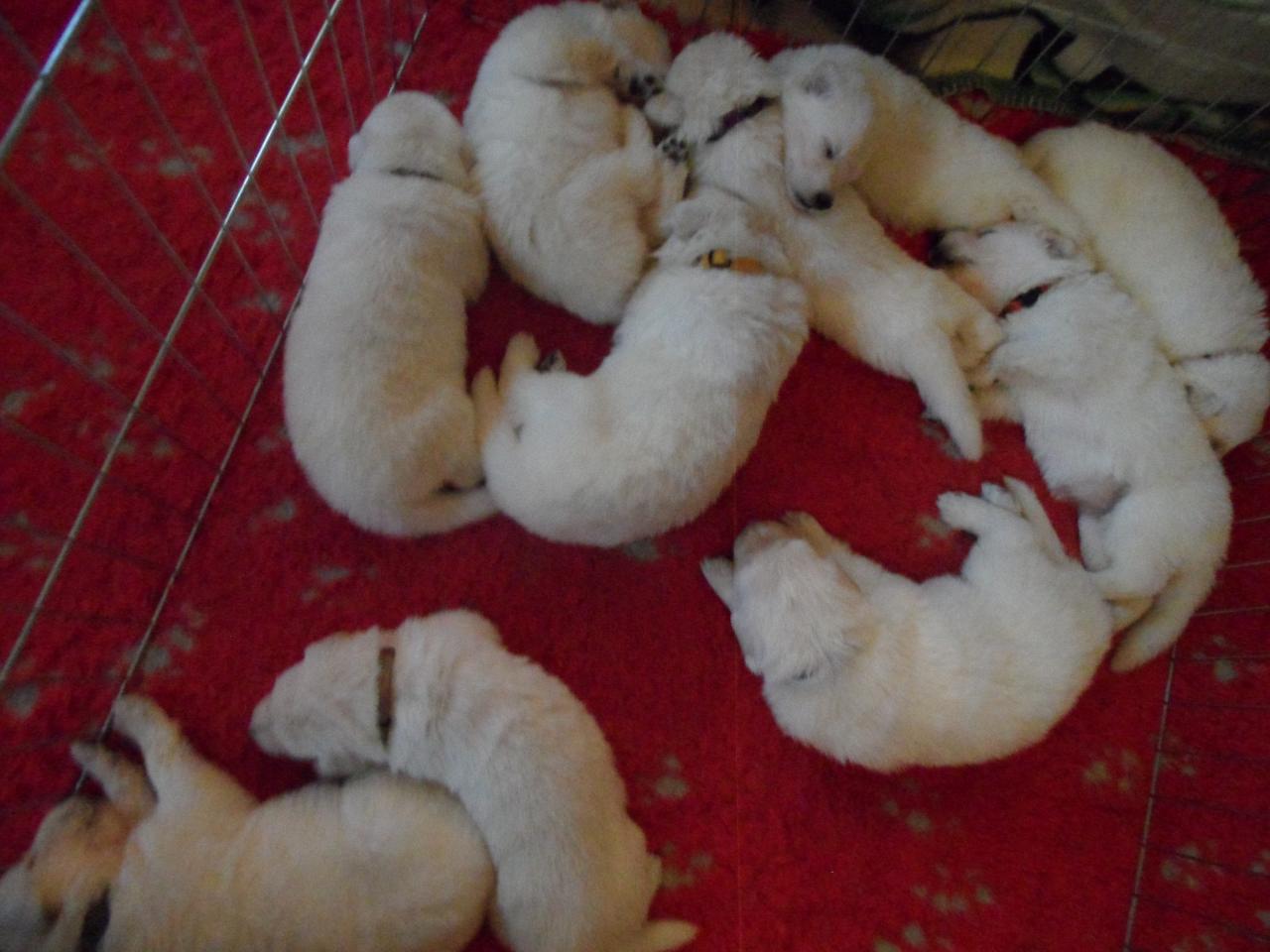 les bébés à 19jours - 28nov