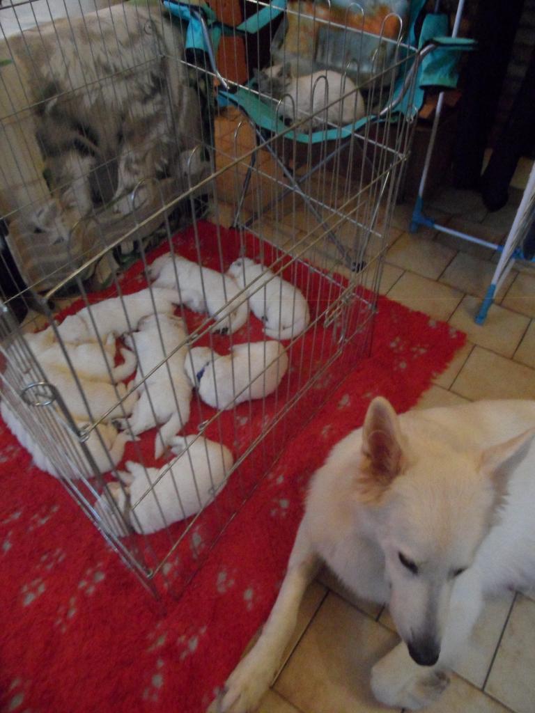 sous bonne surveillance : maman et chat !