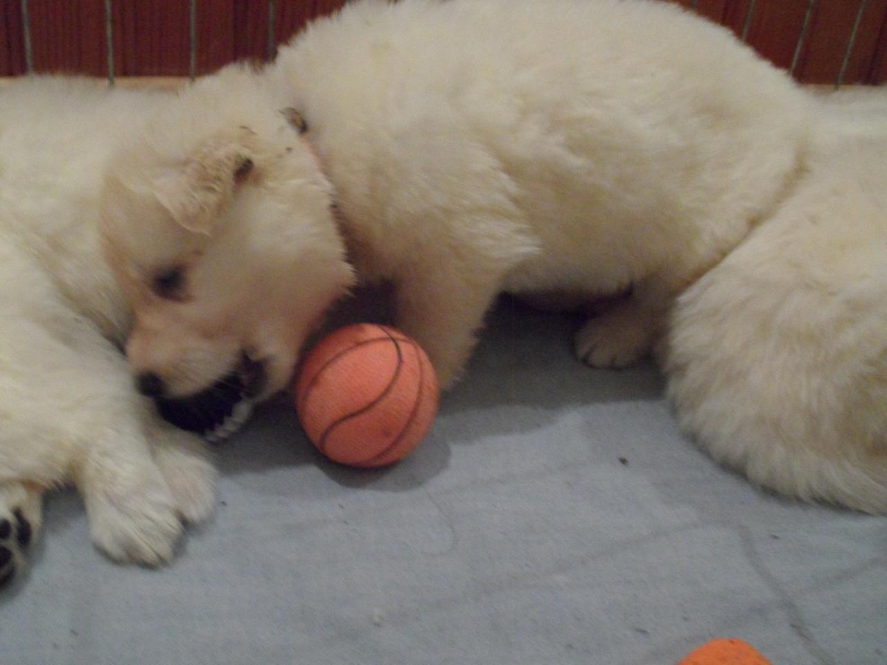 les jouets ont l'air interessant