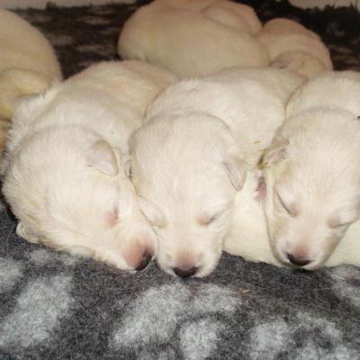 petits loups