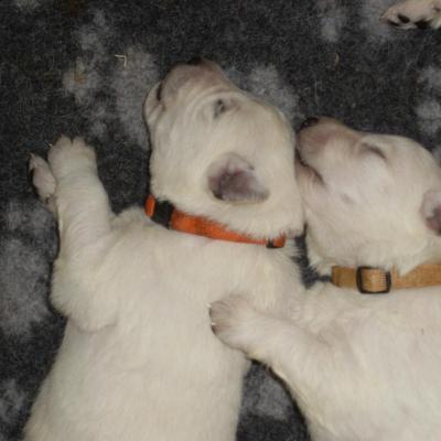 calin