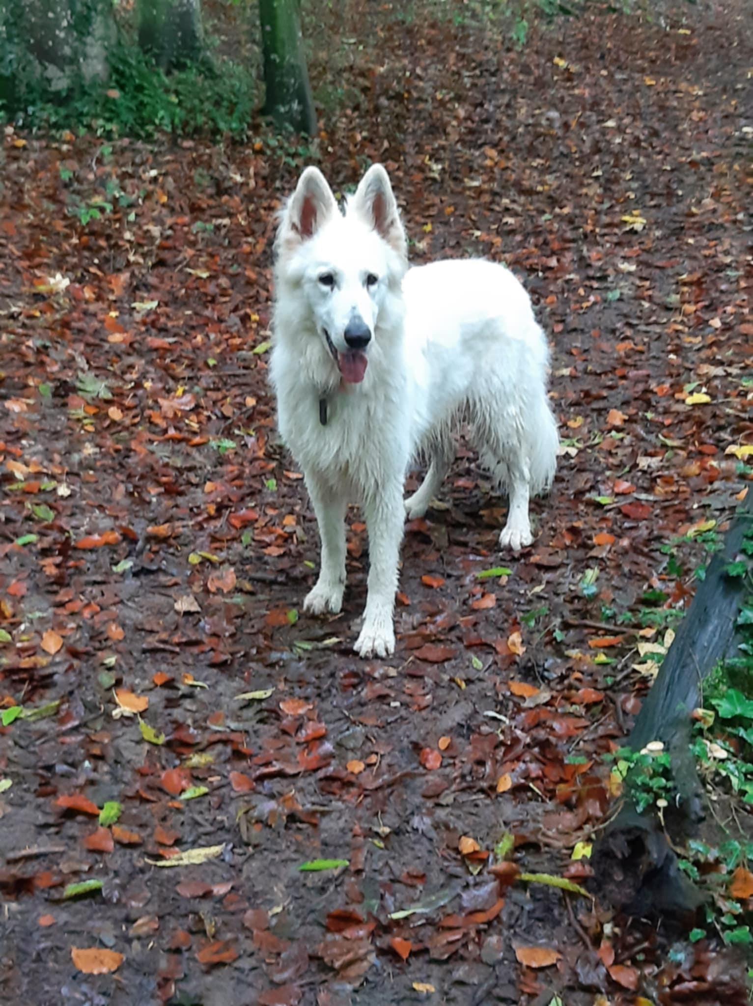 Stella, novembre24, peche x dark