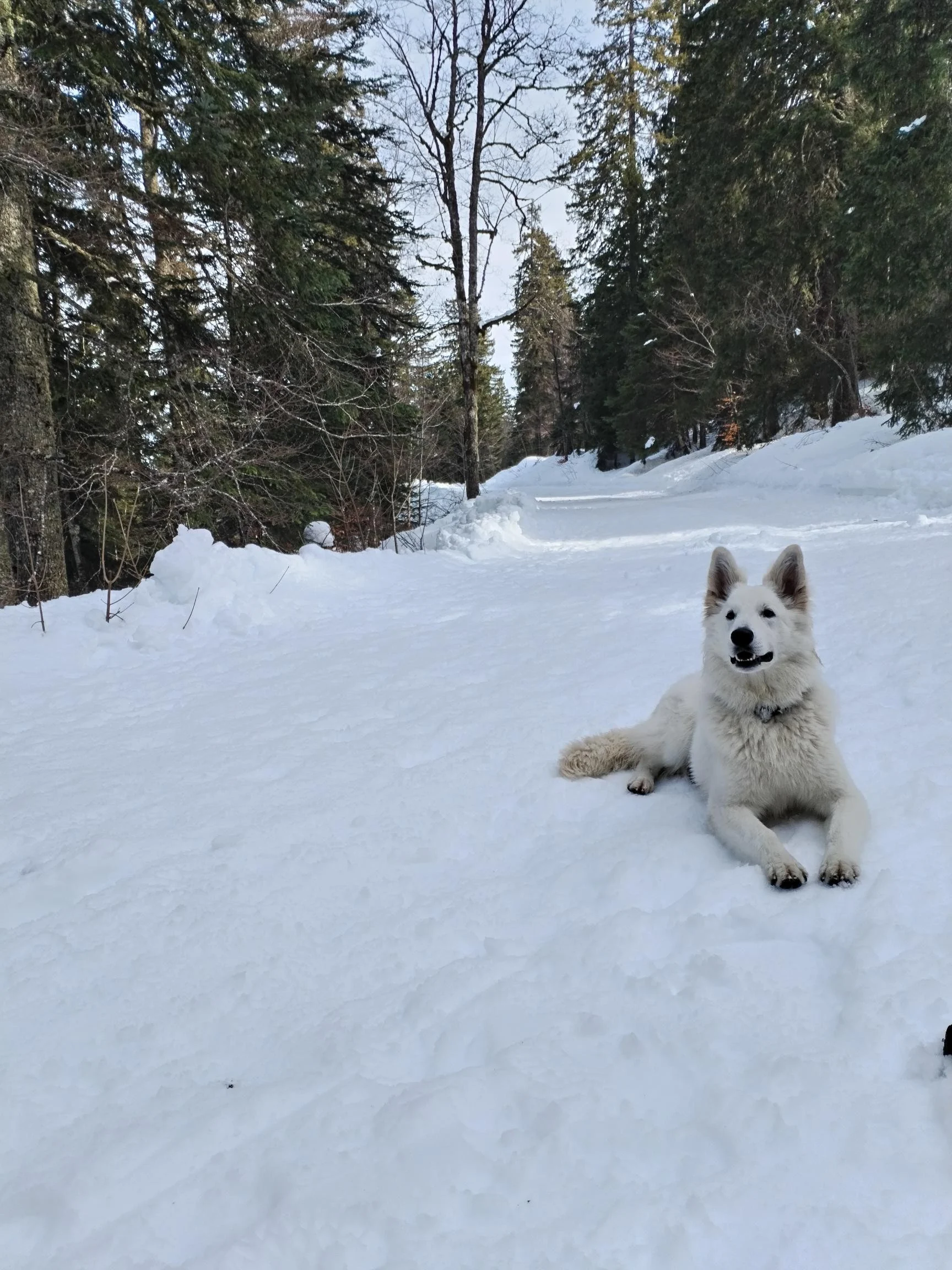 Taiga, mars26, lady x aro