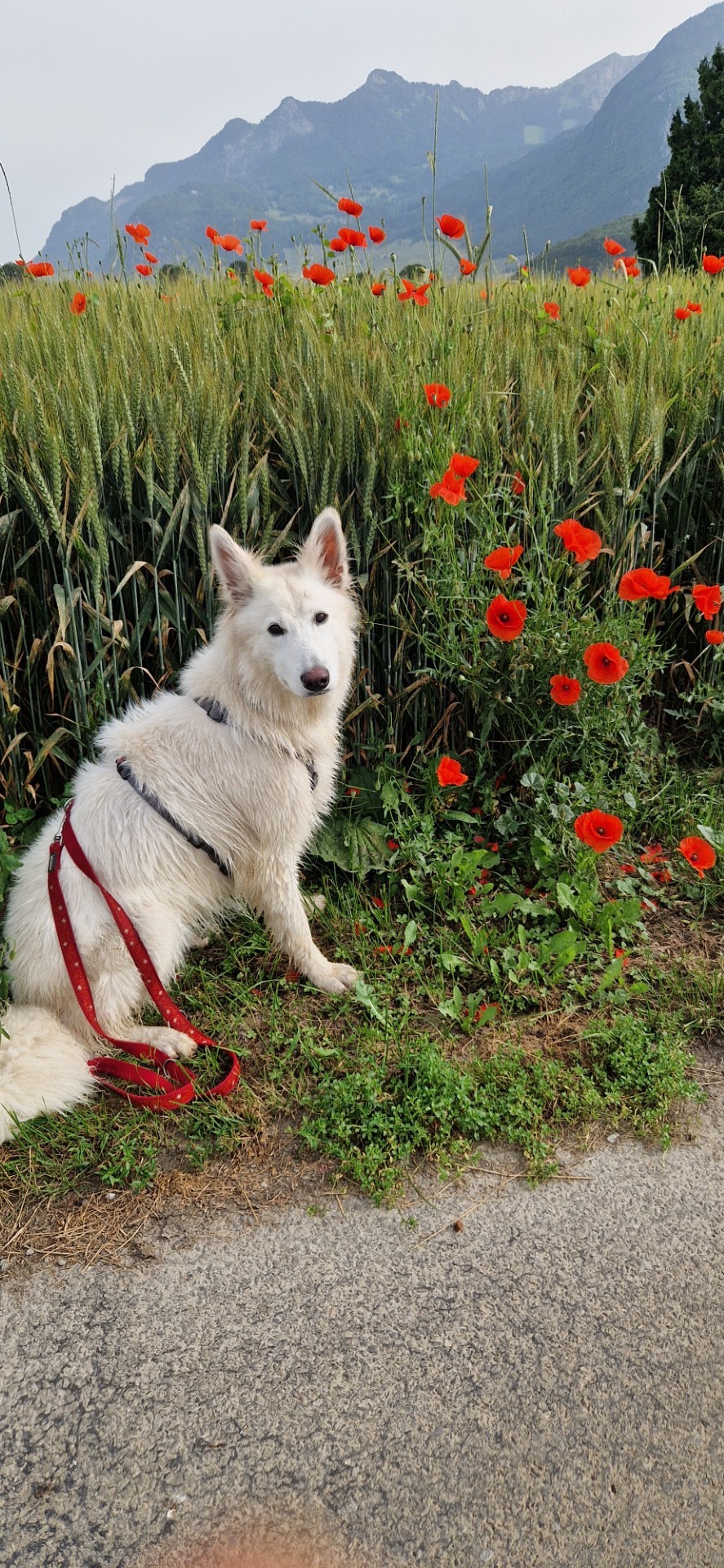 Taika, septembre 24, lolita x aro