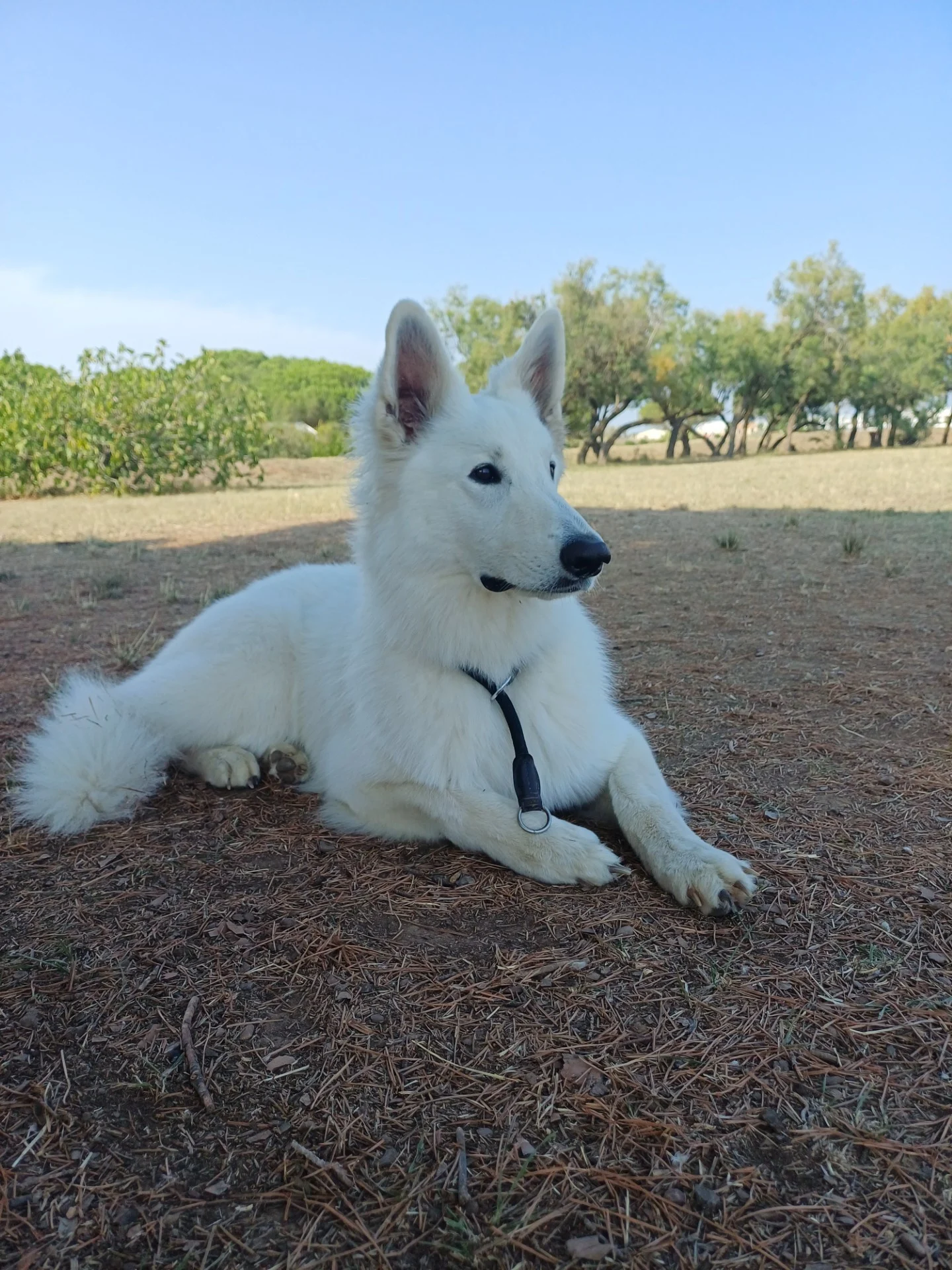 Tosca, aout25, lady x aro