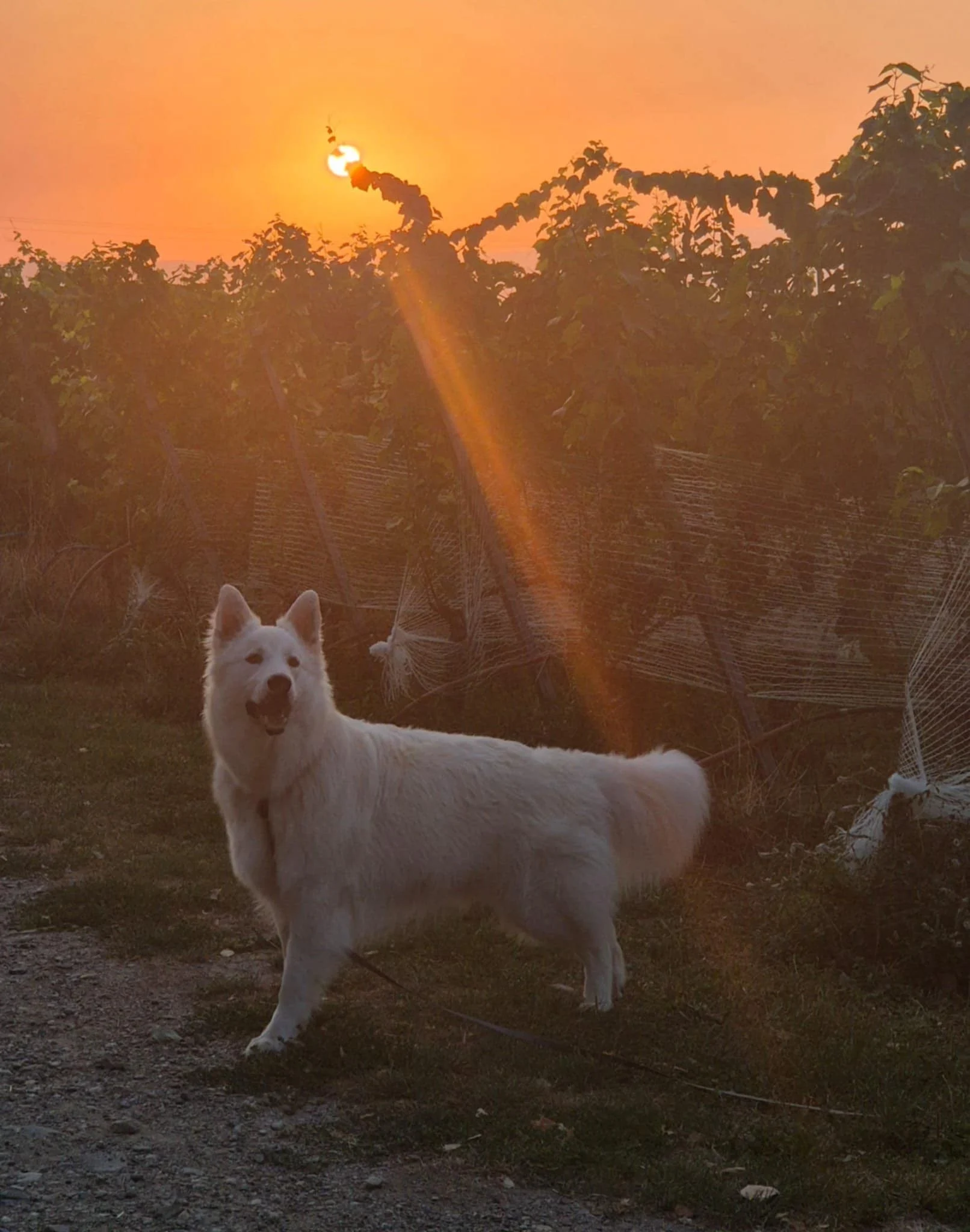 U'Touffi, aout25, pink x horus