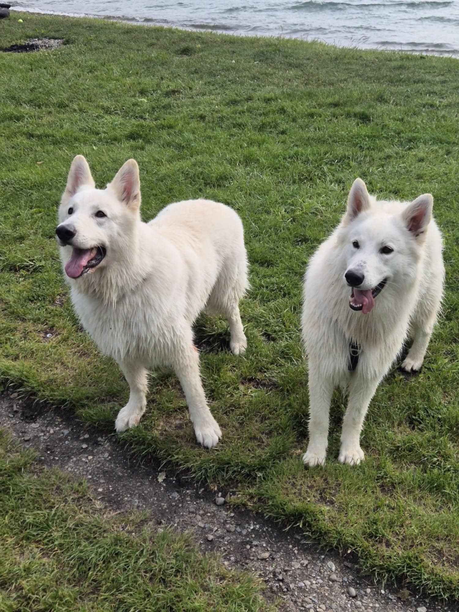 U'Touffi , pink x horus & Petit Choux dit Elko, isatis x horus, mai 25