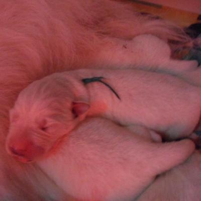 male vert - 3jours