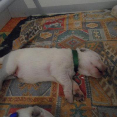 male vert - 6jours