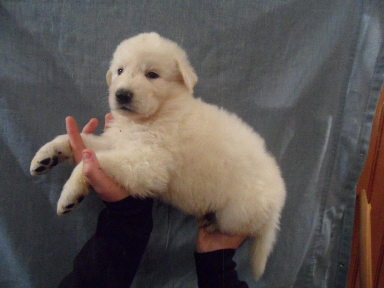male vert - 1mois