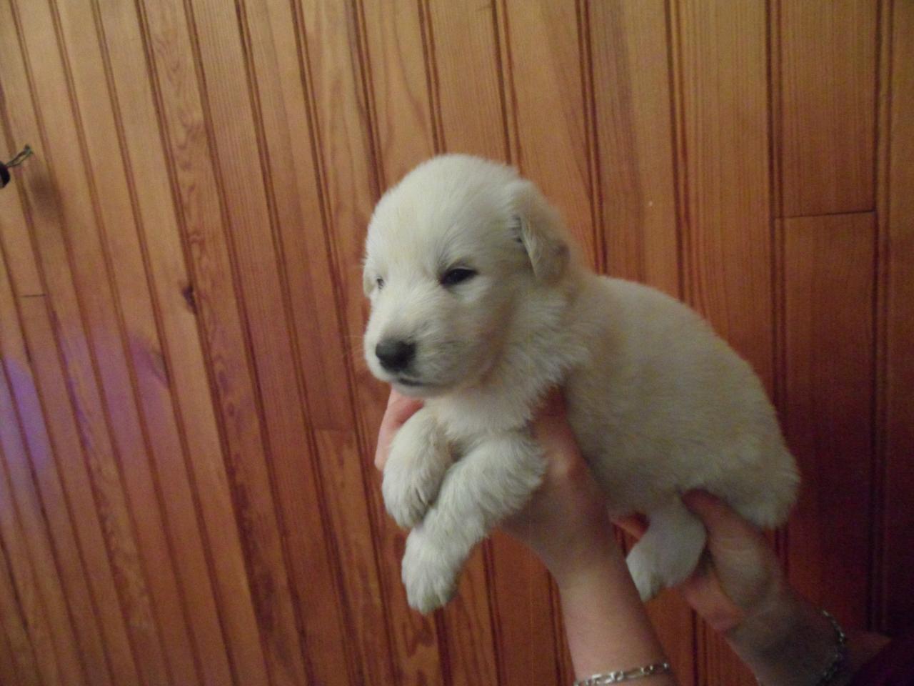 male vert - 23jours