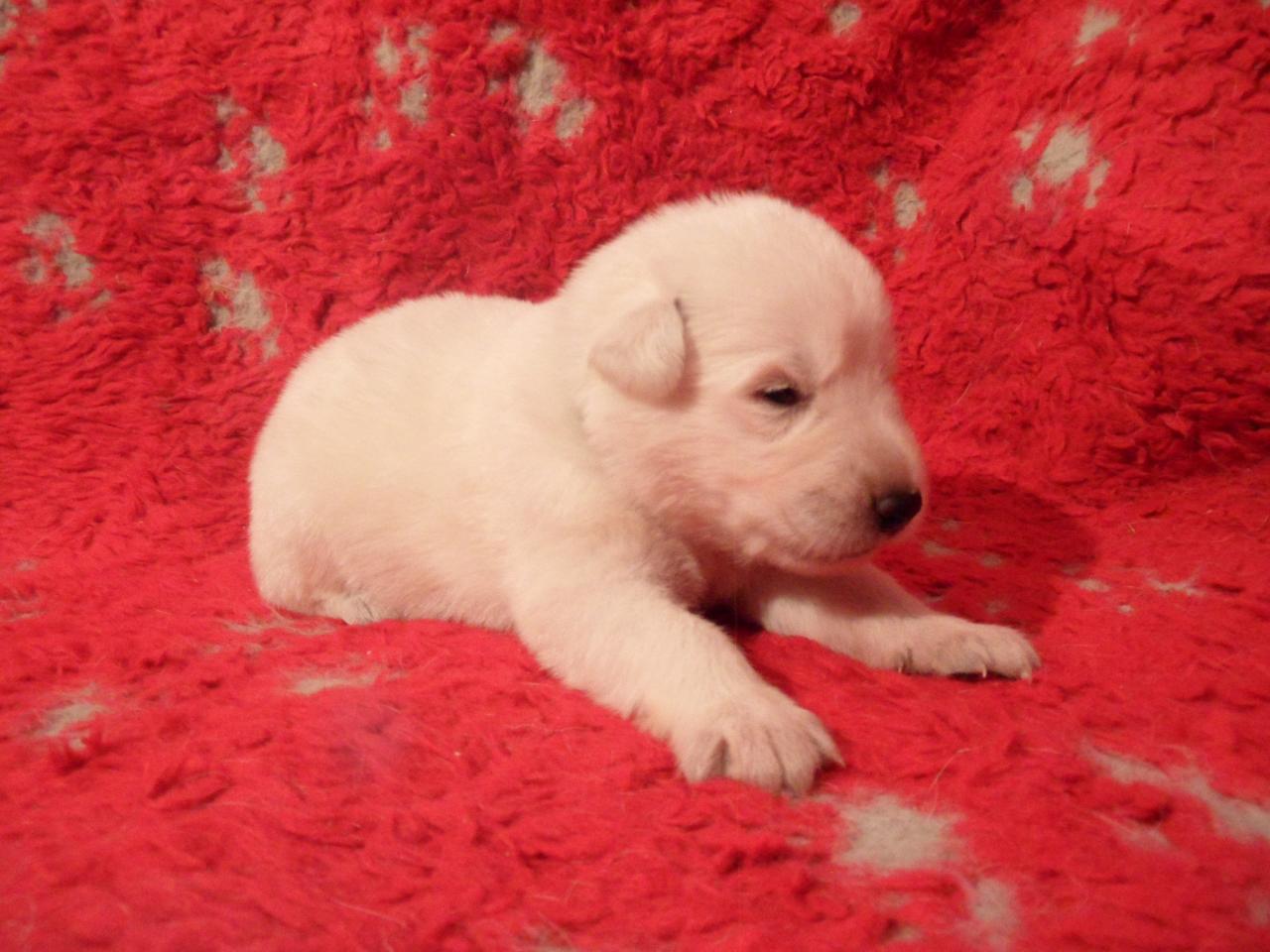 male vert - 16jours