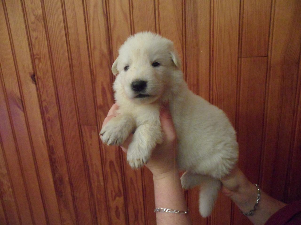male violet - 23jours