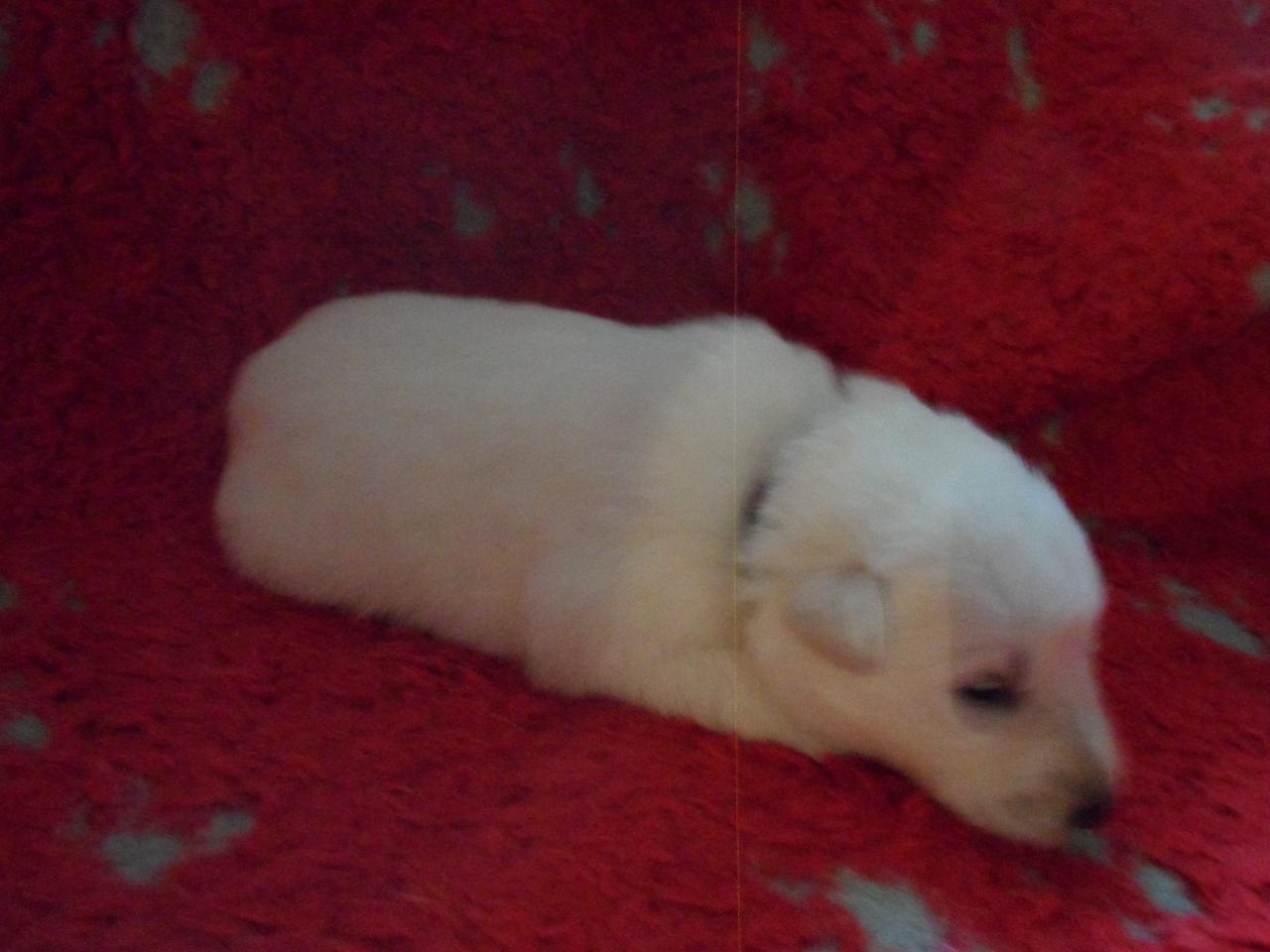 male violet - 16jours