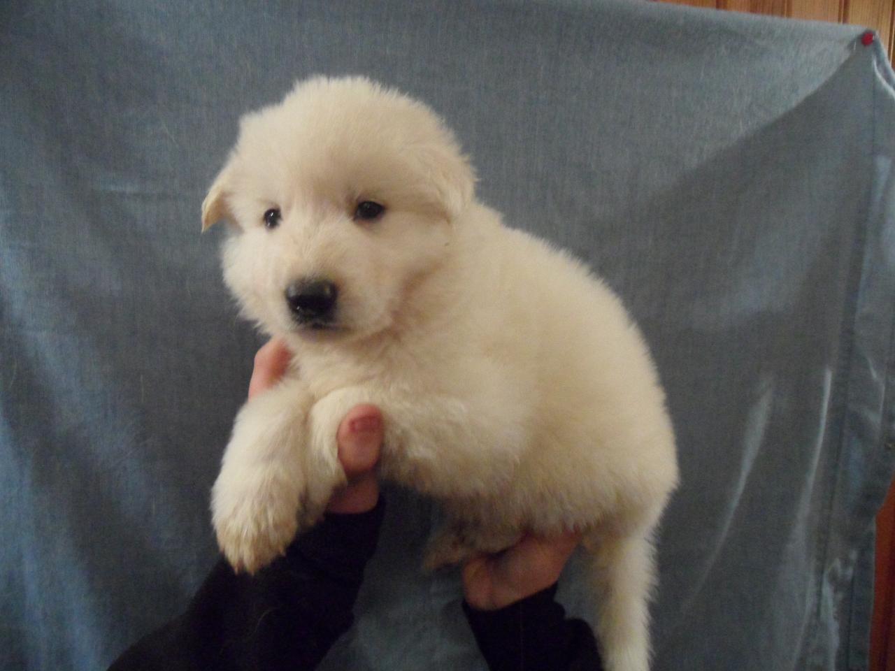 male violet - 1mois