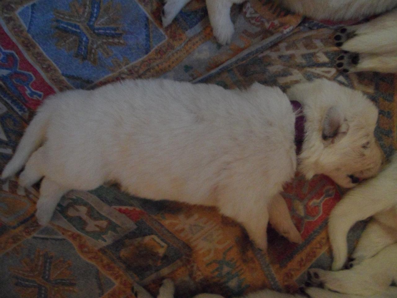 male violet - 13jours