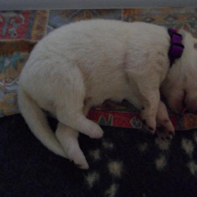 male viollet - 6jours