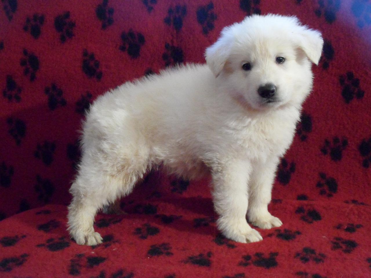 male viollet (dispo)