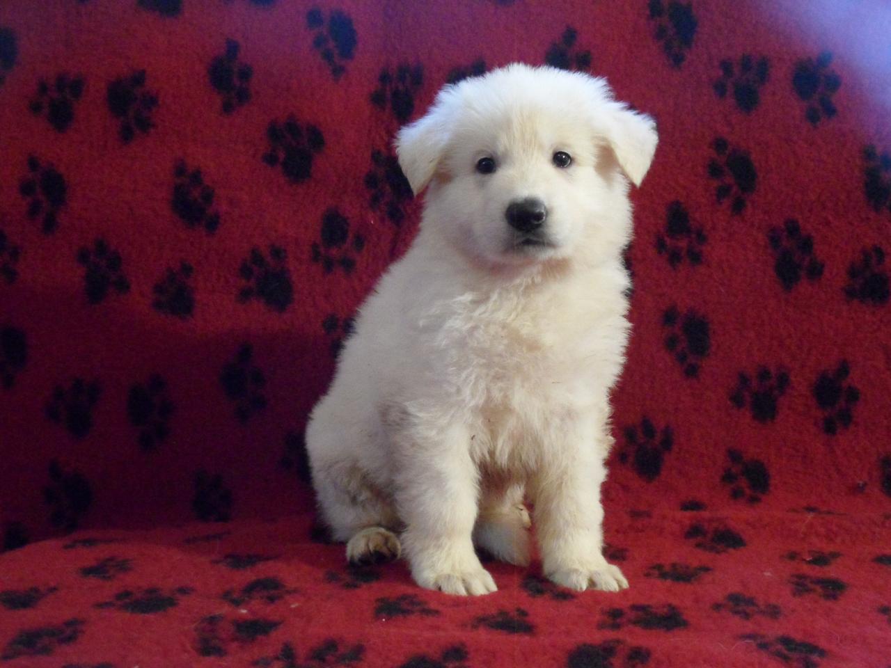 male viollet 5 semaines