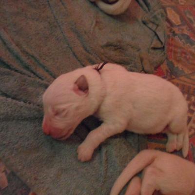 male viollet - 3jours