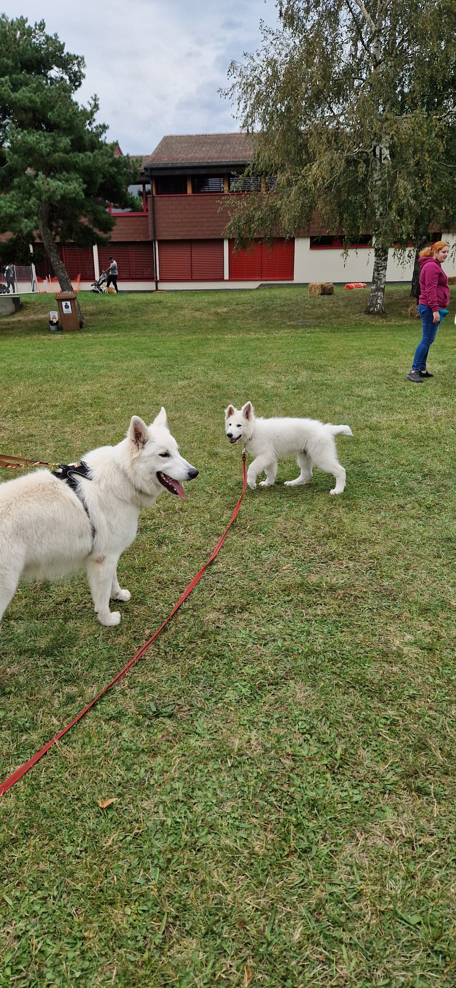 Volo Milo , lady x aro & U'Touffie pink x horus , octobre 2024